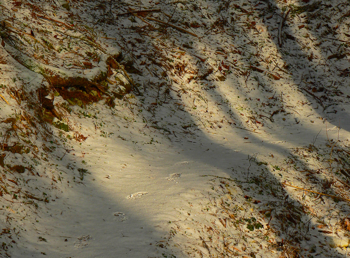 okolo-sidorova-s-odbockami