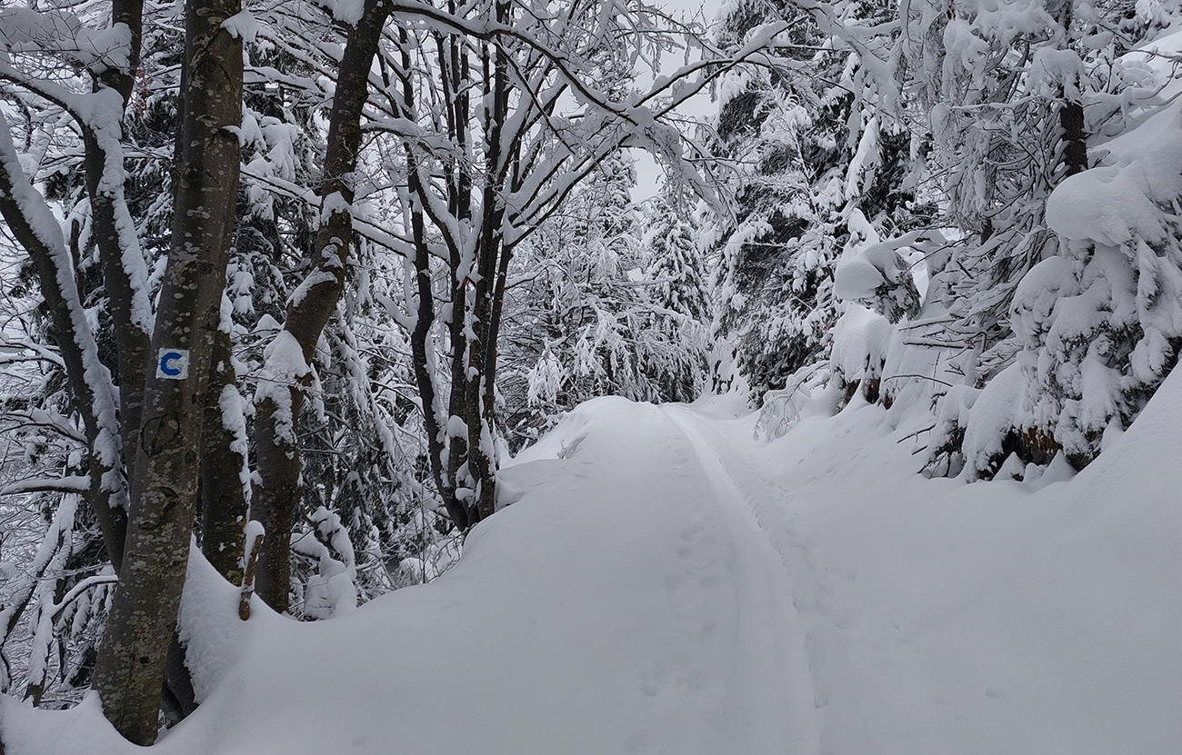 Potom_už_cesta_ako_z_rozprávky_a_palice_zaliezajú_pol_metra_do_čerstvého.