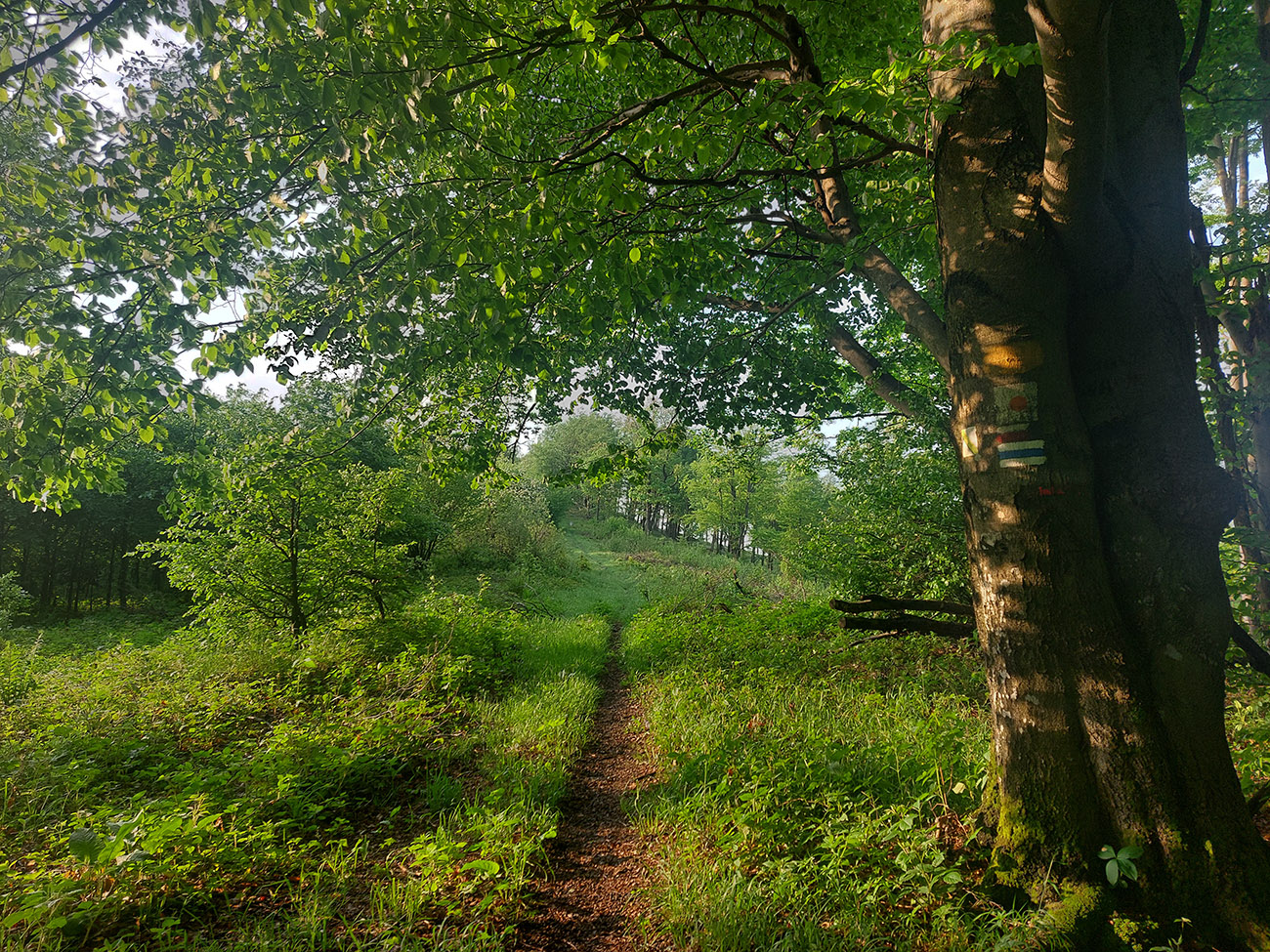 6:30_a_Slnco_konečne_vyliezlo_z_mraku,_niekde_okolo_Daňovej_(837_m).