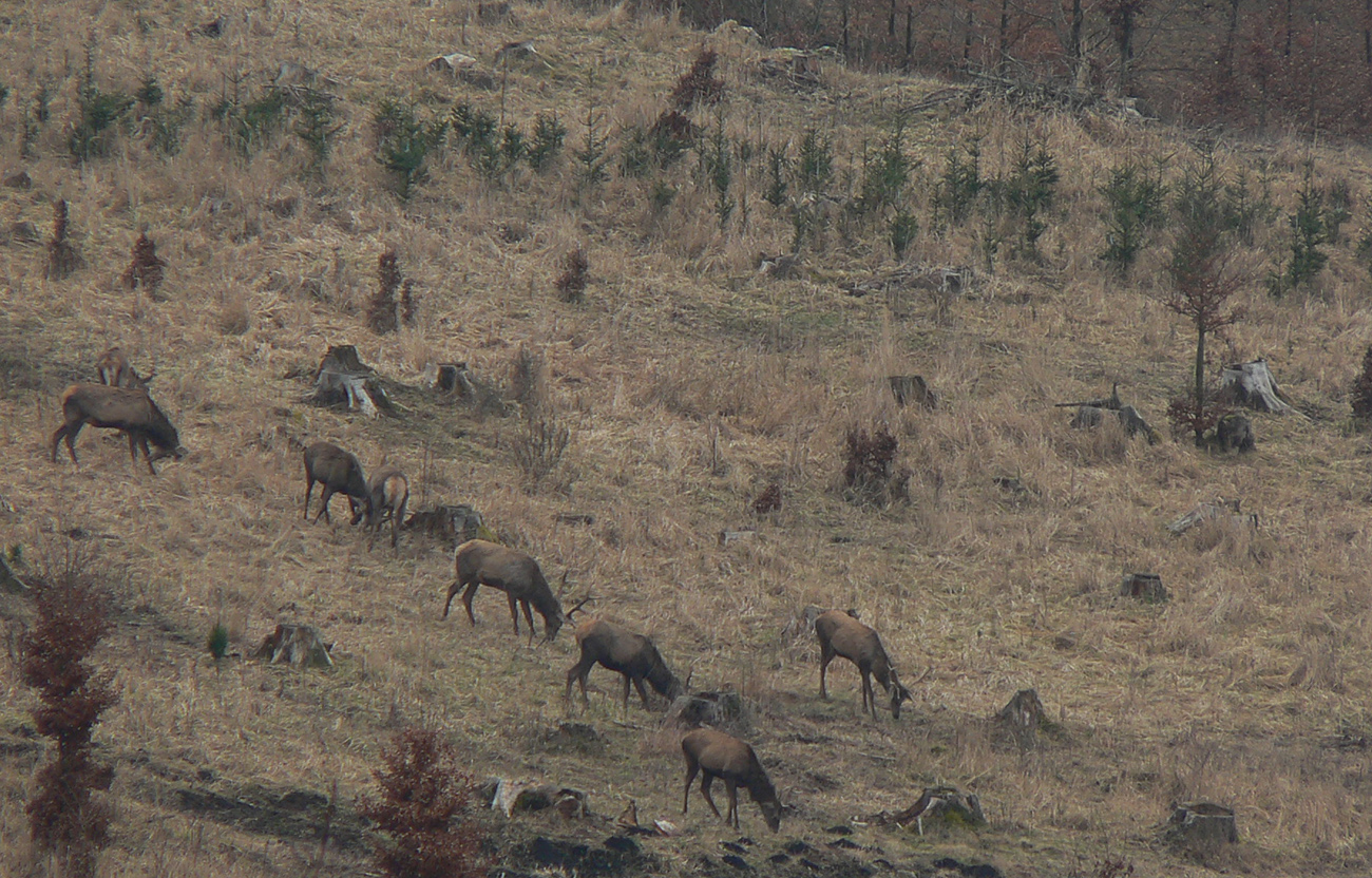 ...kde_sa_aj_stáda_plachých_gaziel_pasú.