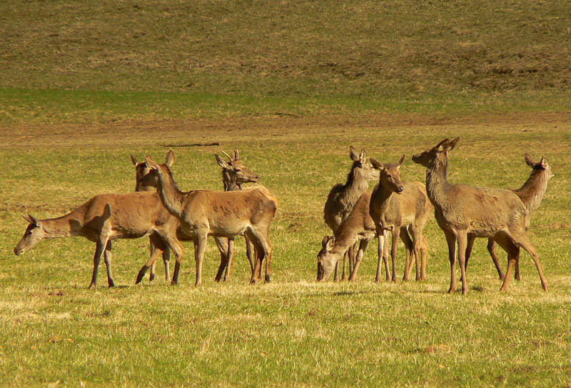 hrebenovka-ziaru-severna-cast